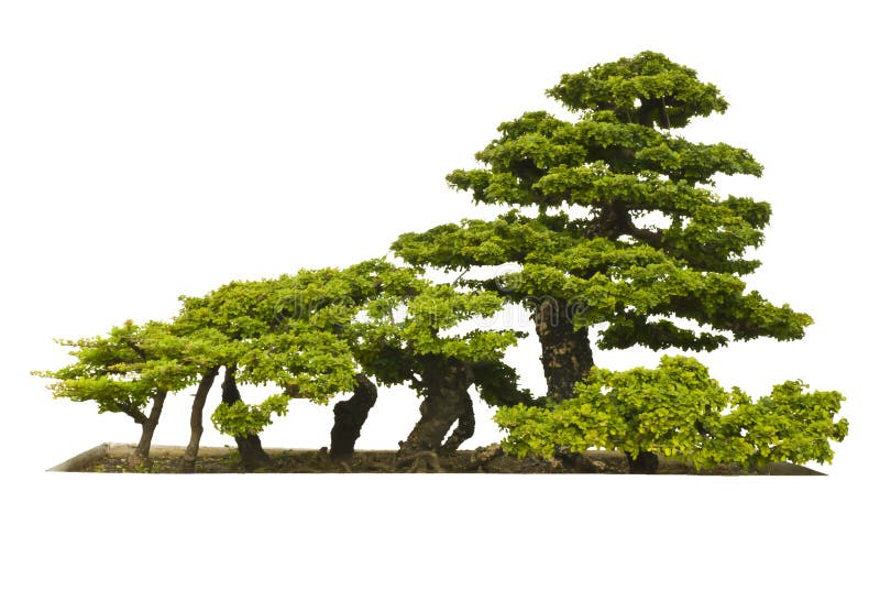 Old Temple Juniper As Bonsai Tree Stock Image Image of china, mini