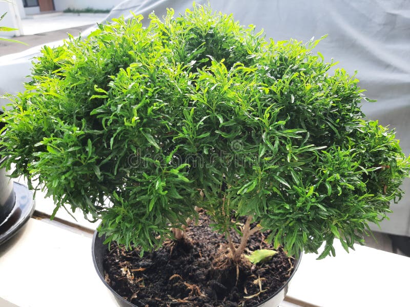 Bonsai Plants Grown in Pots Stock Photo Image of yard, garden 270958542