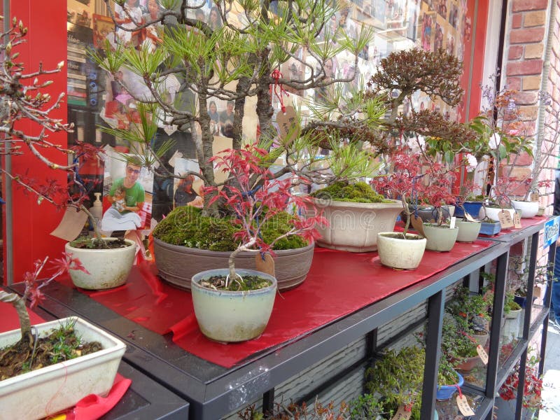 Bonsai Shop, Growing Tree for Sale Stock Photo Image of gardening