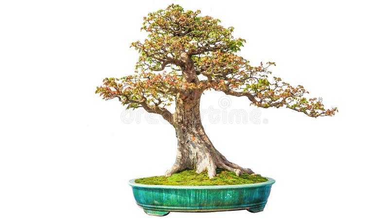 Bonsai pomegranate árvore de popa jardinagem jardinagem arbustos de primavera