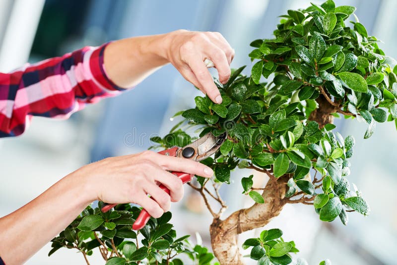 Bonsai. tending houseplant growth. Pruning small tree. royalty free stock images Bonsai. tending houseplant growth. Pruning small tree. royalty free stock images
