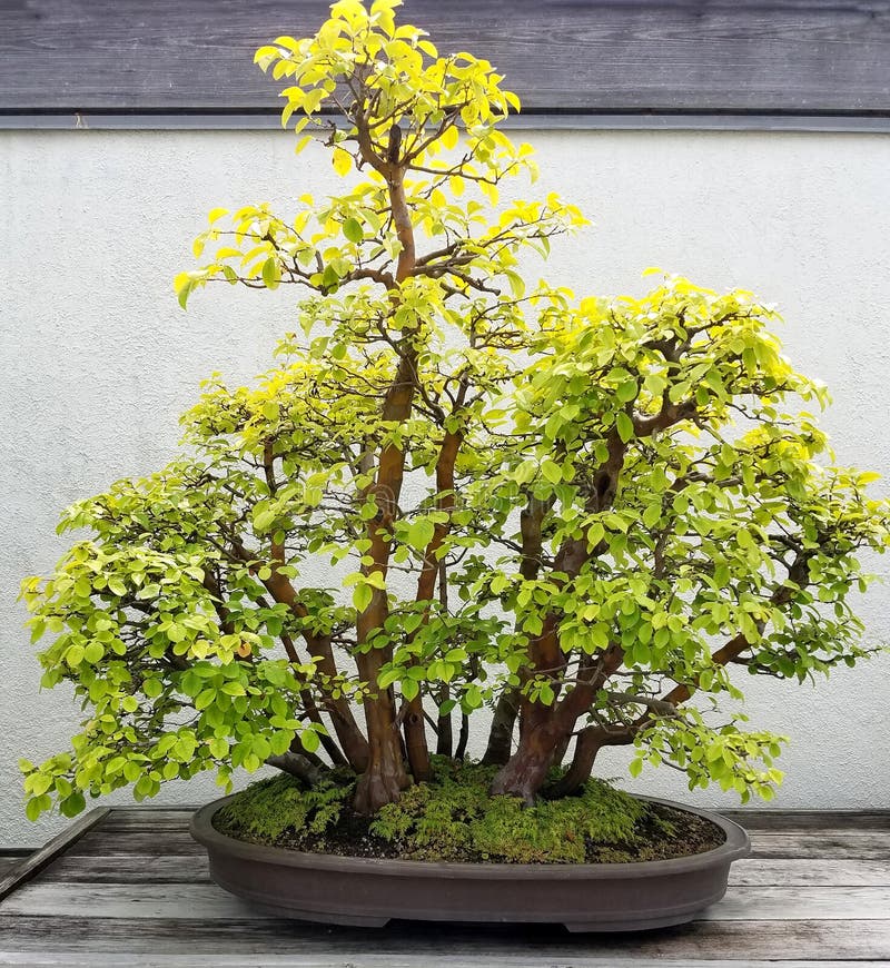 Bonsai Quince tree stock image. Image of deciduous, green 82304485