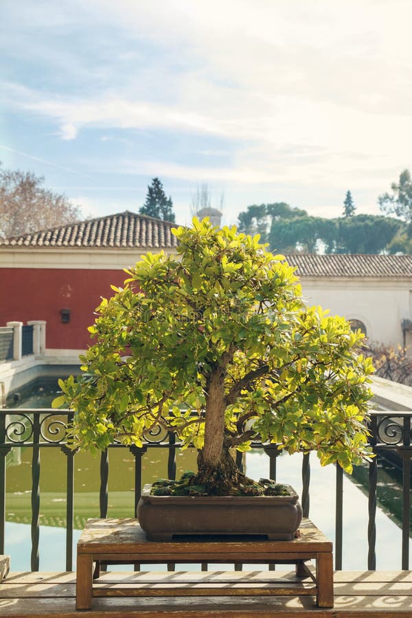 Bonsai in Retiro Park, Madrid, Spain Editorial Stock Photo Image of
