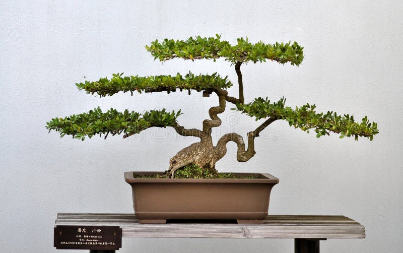 Benefits of Bonsai Trees