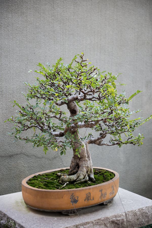  Bonsai  Small  Tree  stock photo Image of single space 