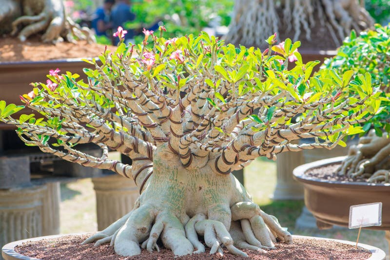 Bonsai Style Of Adenium Tree Or Desert Rose In Flower Pot Stock Photo Image Of Bright Growth 100407932