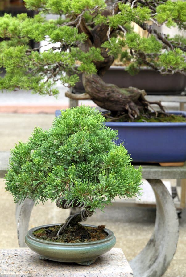 Japanese Five Needle Pine (Pinus Parvifolia) As Bonsai Tree Stock Image Image of buddhism