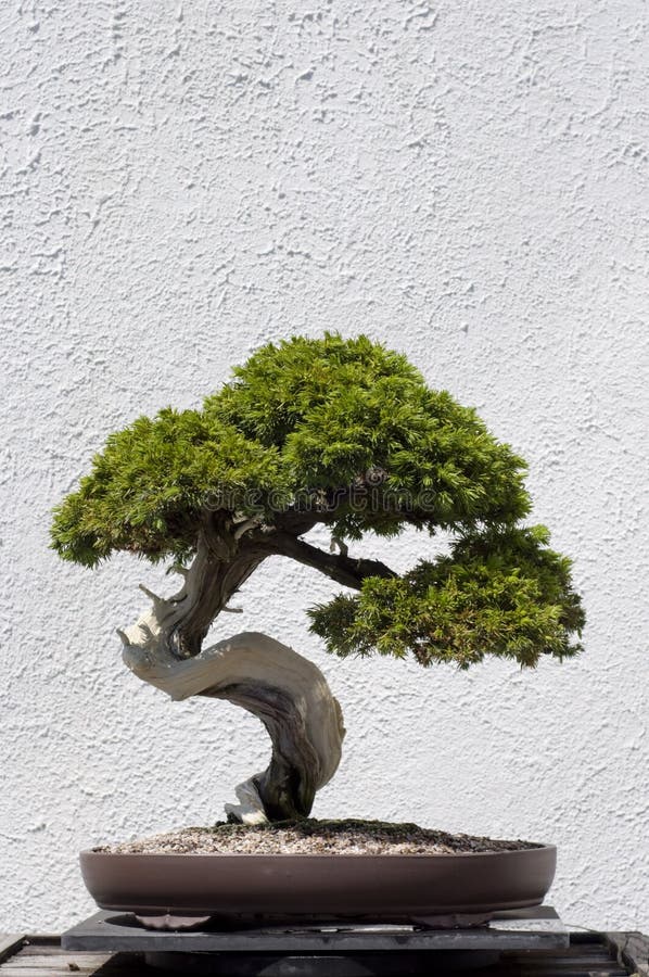 Bonsai Tree stock image