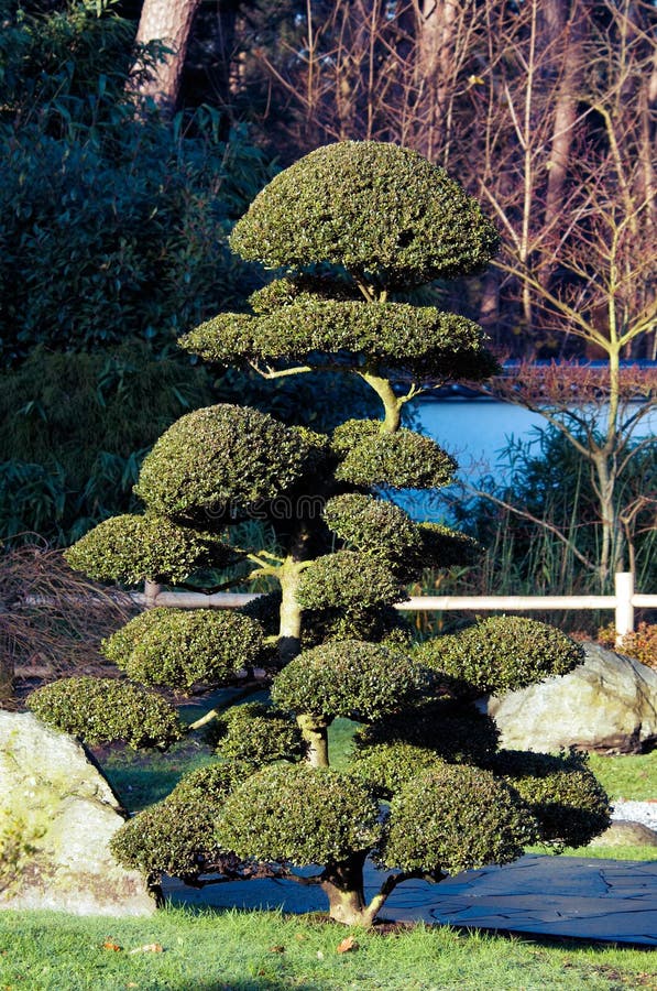 Bonsai tree