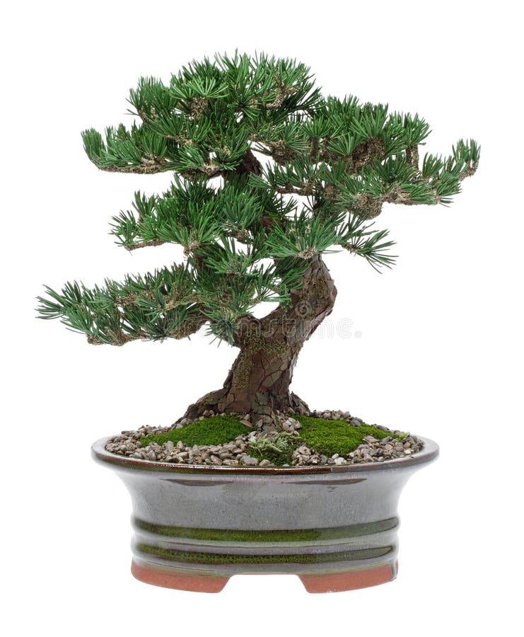 Bonsai Tree royalty free stock photo