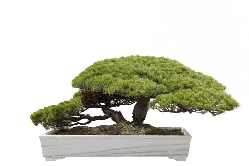 Bonsai tree royalty free stock photography