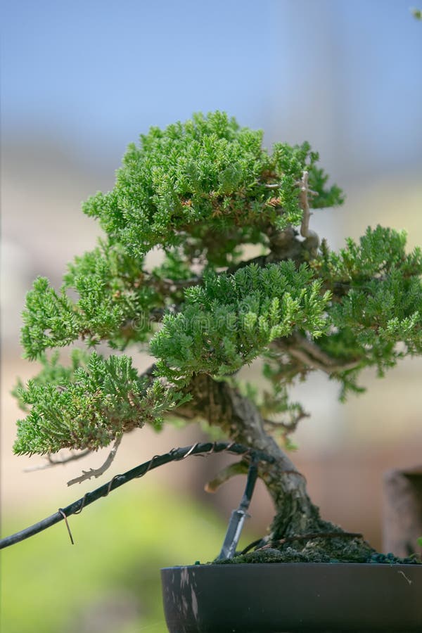 Bonsai Root System Stock Photos Free & RoyaltyFree Stock Photos from