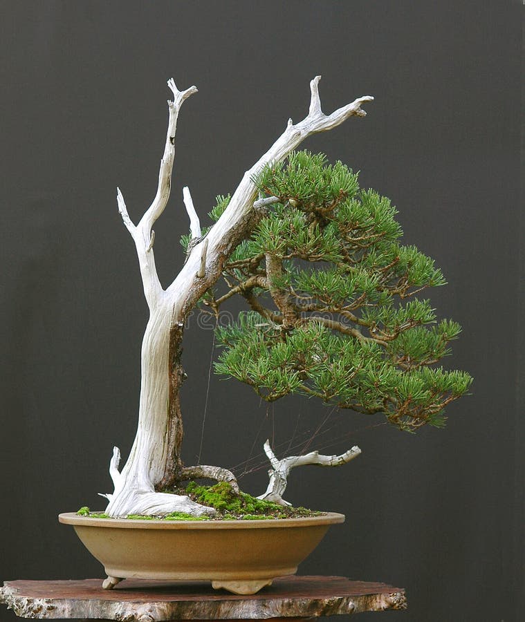 Bonsai Tree 5