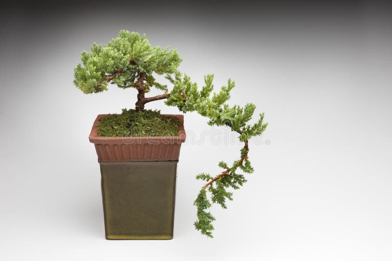 Bonsai Tree royalty free stock image