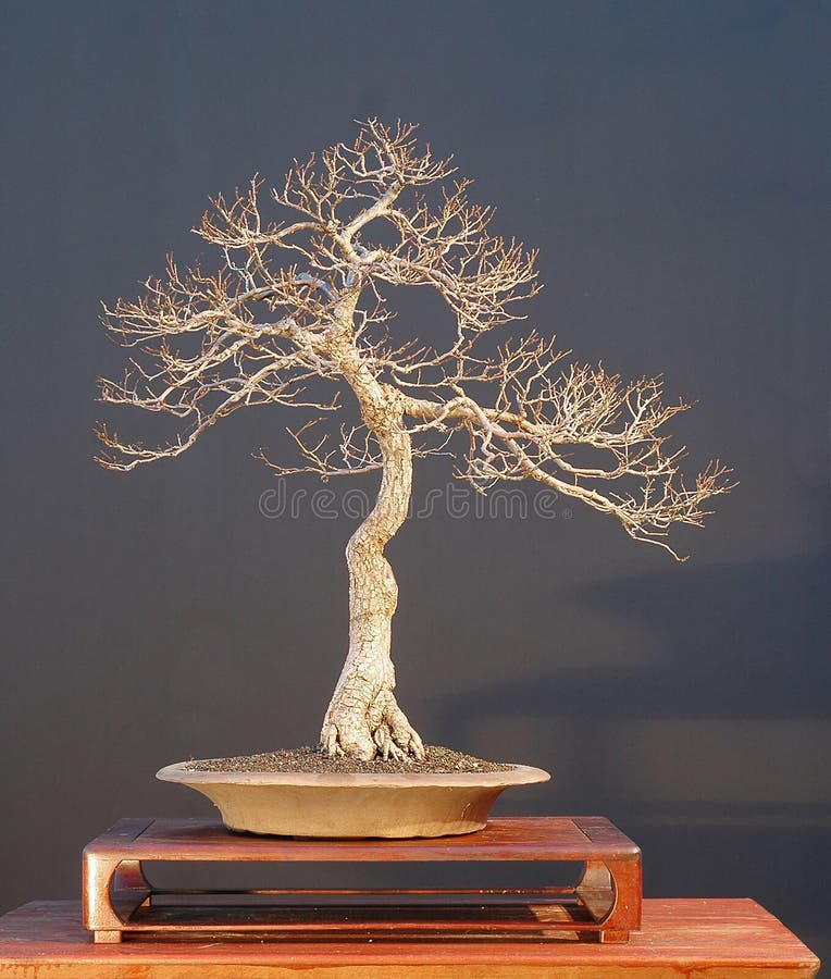 Bonsai Tree 8