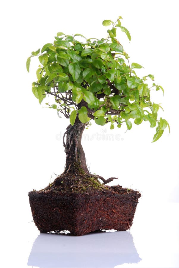 Bonsai tree