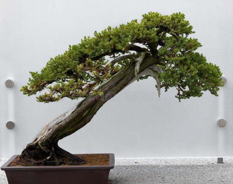Bonsai Tree. Against a white background, copy space stock images