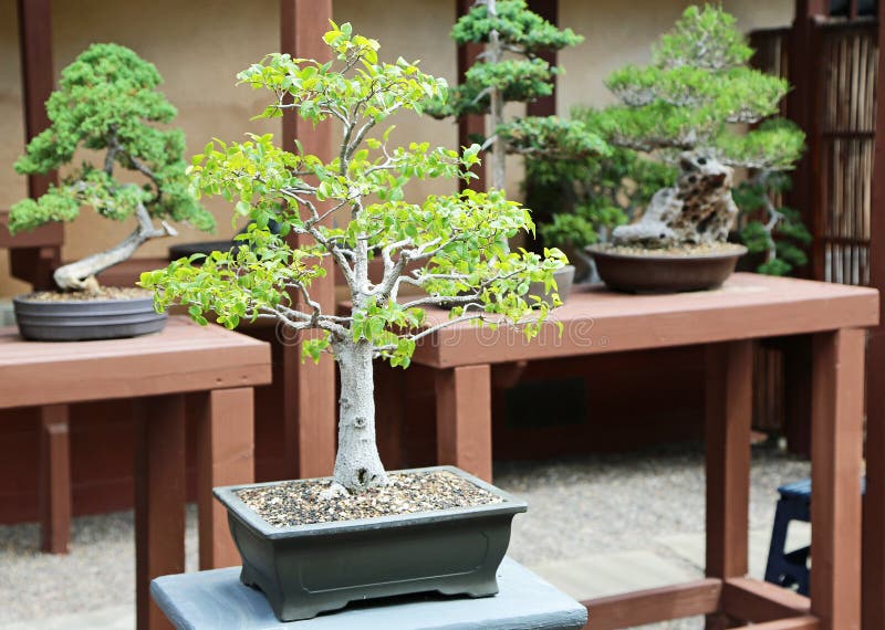 Balboa Bonsai Tree Stock Photos Free & RoyaltyFree Stock Photos from