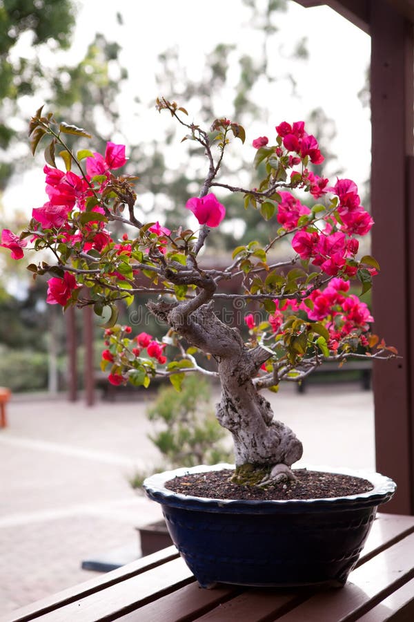 Azalea bonsai in bloom stock photo. Image of purple, bonsai 3459620