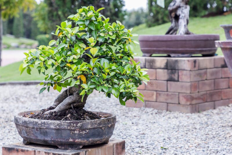 Bonsai Tree on Ceramic Pot in Bonsai Garden. Small Bonsai for Interior