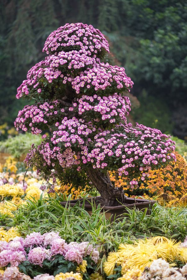 Bonsai Tree with Flowers in China Stock Photo Image of bonsai, plant