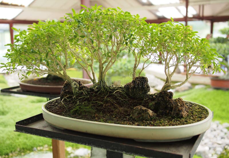 Bonsai tree forest style stock image. Image of bonsais 40148911