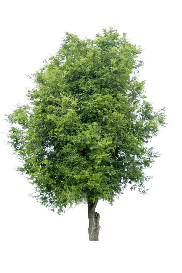 Bonsai Tree, Green Leaves, Isolated On A White Background Natural Objects Stock Image - Image of large, greenery: 154891199 Bonsai Tree, Green Leaves, Isolated On A White Background Natural Objects Stock Image - Image of large, greenery: 154891199