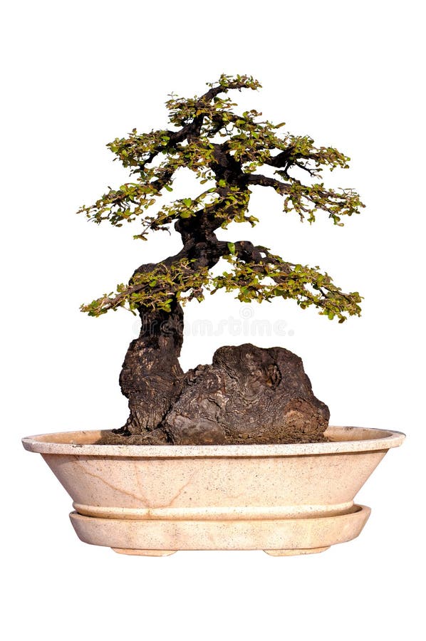 Bonsai tree Isolated on white background stock photography