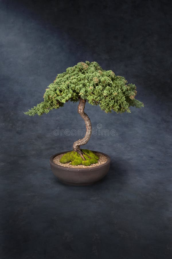 Bonsai Tree Knowledge Wisdom. A bonsai tree in a pot on a painted canvas background with a shaft of light royalty free stock photography