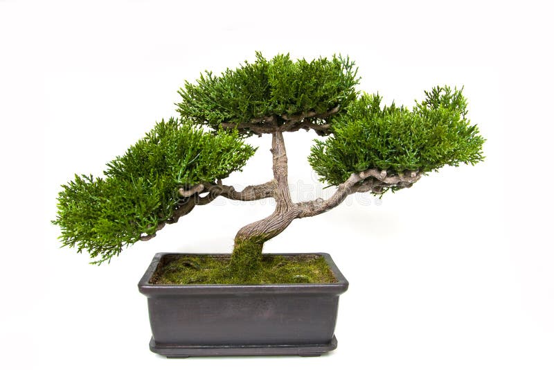 Bonsai tree in a pot royalty free stock photo