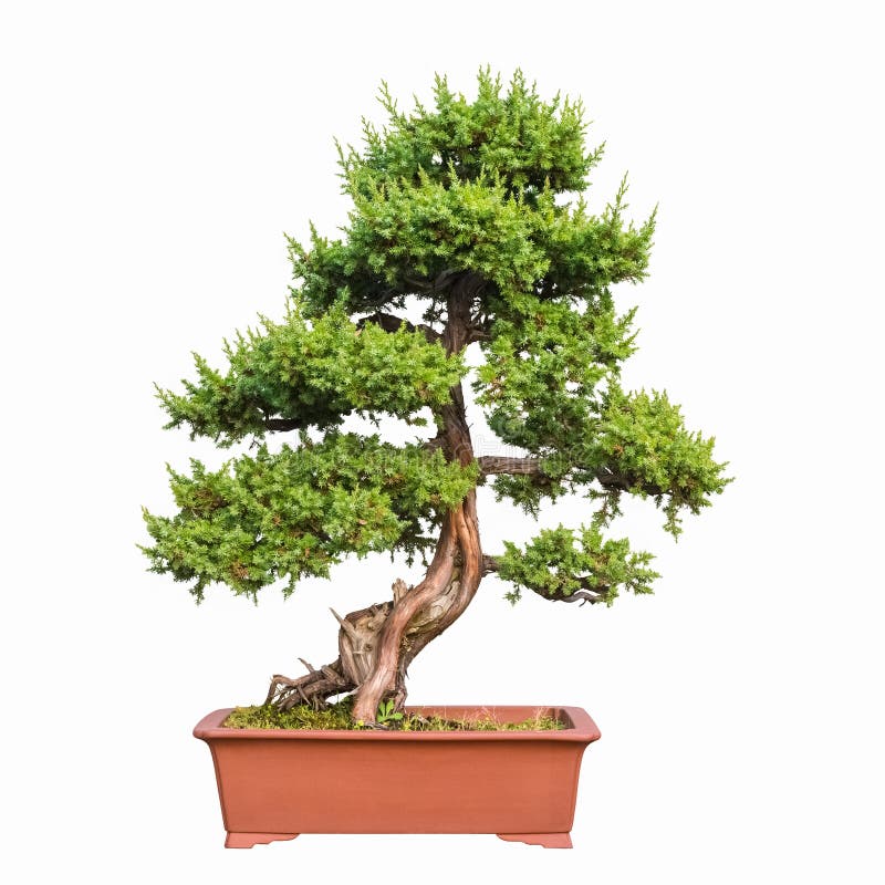 Bonsai Tree of Shimpaku Juniper Stock Image Image of botany, dwarf