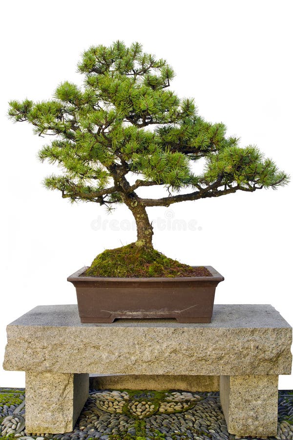 Bonsai Tree on Stone Bench in Chinese Garden Stock Image Image of pebbles, planting 16899945