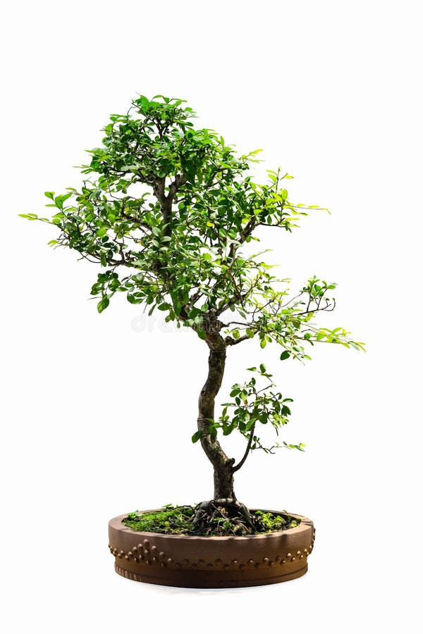 Bonsai-träd av isolerad elm. Bonsai-träd av kinesisk elm isolerat på vit bakgrund