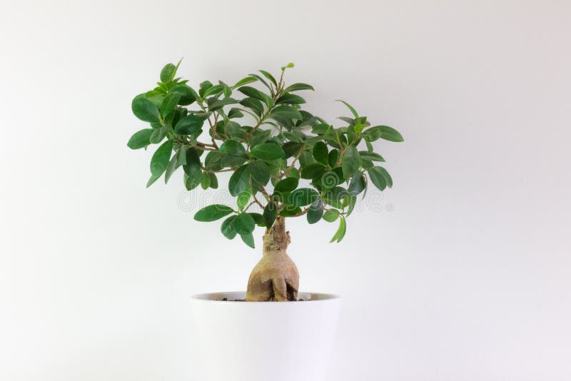 Bonsai Type Ficus, in White Pot with White Background Stock Image