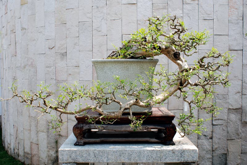 A bonsai before the wall