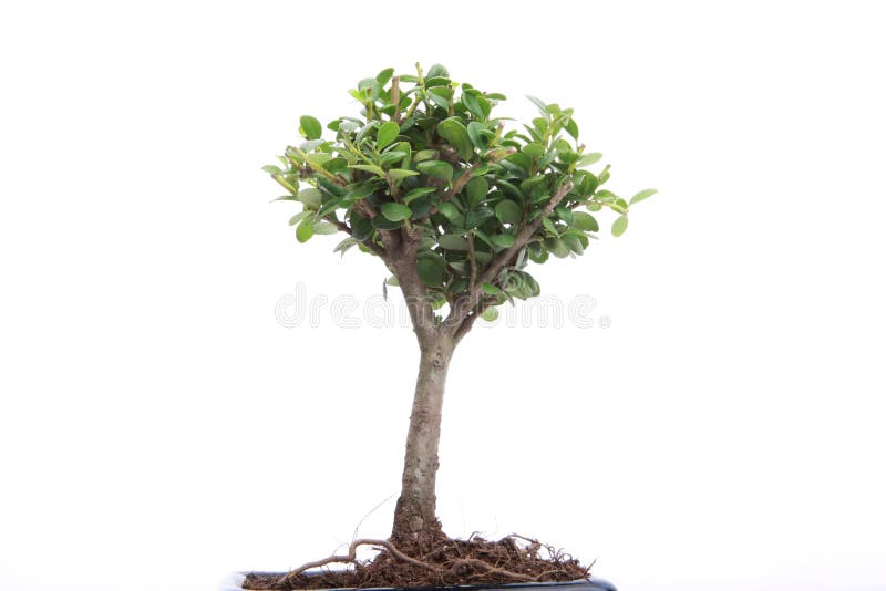 Bonsai on white