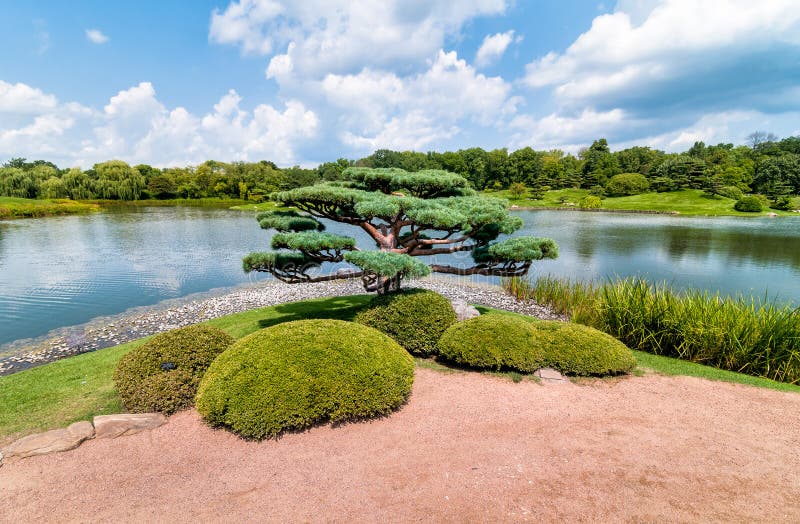 Bonsaibaum im japanischen Garten botanischen Gartens Chicagos stockbilder Bonsaibaum im japanischen Garten botanischen Gartens Chicagos stockbilder