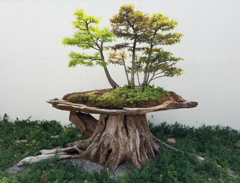 Bonsai-loofbomen stock afbeelding