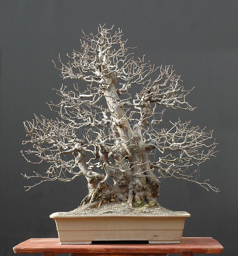 Chinese Quince, Pseudocydonia sinensis, 70 cm high, around 60 years old, collected from the wild, styled by Walter Pall from imported raw material, picture 11/2006. Chinese Quince, Pseudocydonia sinensis, 70 cm high, around 60 years old, collected from the wild, styled by Walter Pall from imported raw material, picture 11/2006