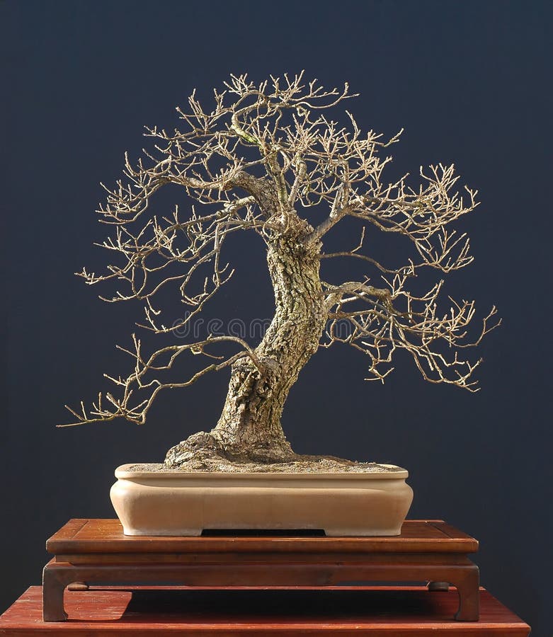 Bonsais Del Roble En Invierno Foto de archivo Imagen de invierno, bonsai 1883636