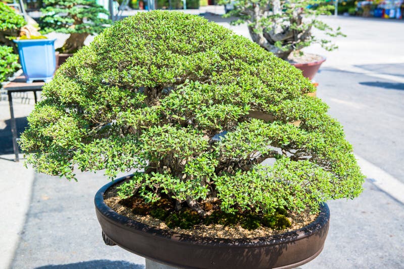 Bonsais En La Casa De Cristal Imagen de archivo Imagen de arte