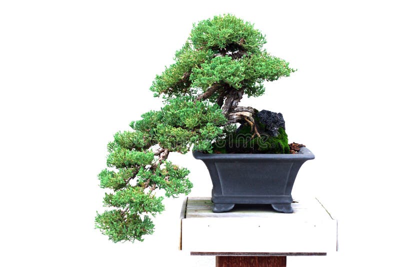 Bonsais - Enebro Japonés Enano Del Jardín Foto de archivo - Imagen de  bonsai, verde: 7216506