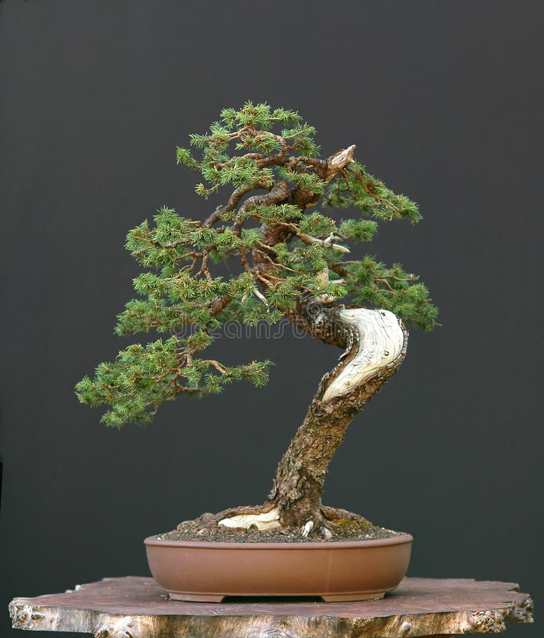 European spruce (Norway spruce), Picea abies, 60 cm highm over 100 years old, collected in Switzerland, styled by Walter Pall. European spruce (Norway spruce), Picea abies, 60 cm highm over 100 years old, collected in Switzerland, styled by Walter Pall