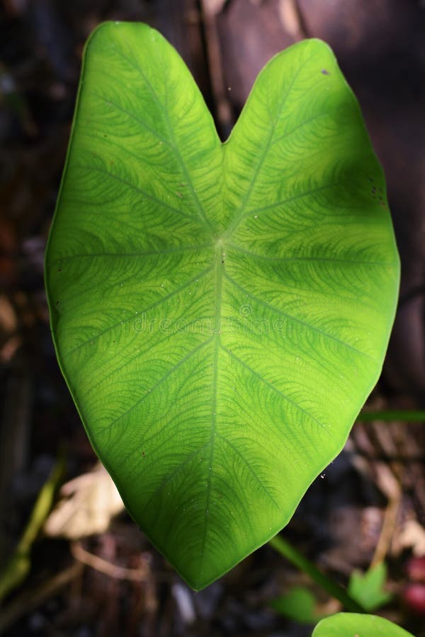 Bonsais verdes en naturaleza ?rida fotografía de archivo libre de regalías Bonsais verdes en naturaleza ?rida fotografía de archivo libre de regalías