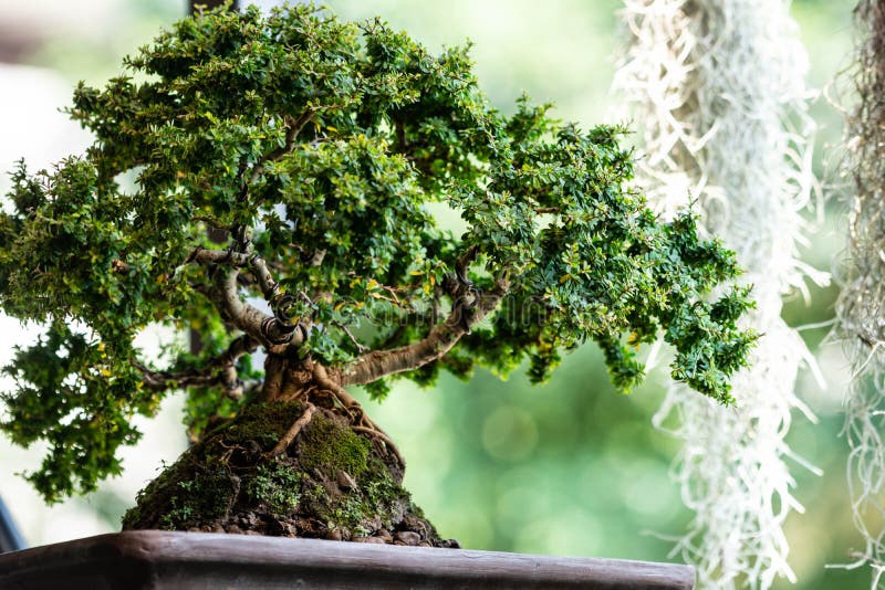 Bonsaisbaum im Garten lizenzfreie stockbilder Bonsaisbaum im Garten lizenzfreie stockbilder