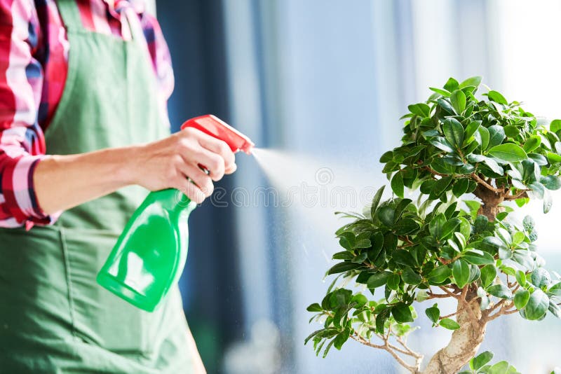 Bonsaizorg en het neigen van de houseplant groei Water gevende kleine boom stock foto Bonsaizorg en het neigen van de houseplant groei Water gevende kleine boom stock foto