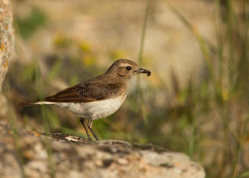 Bonte pleschanka van Wheatear Oenanthe royalty-vrije stock afbeelding Bonte pleschanka van Wheatear Oenanthe royalty-vrije stock afbeelding