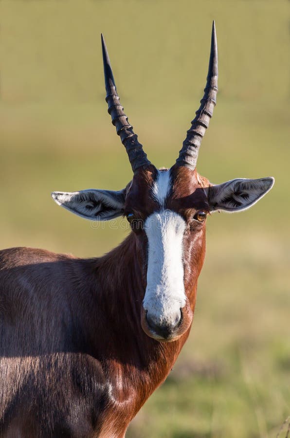 Bontebok Antelope stock photo. Image of pointed, look - 52717942