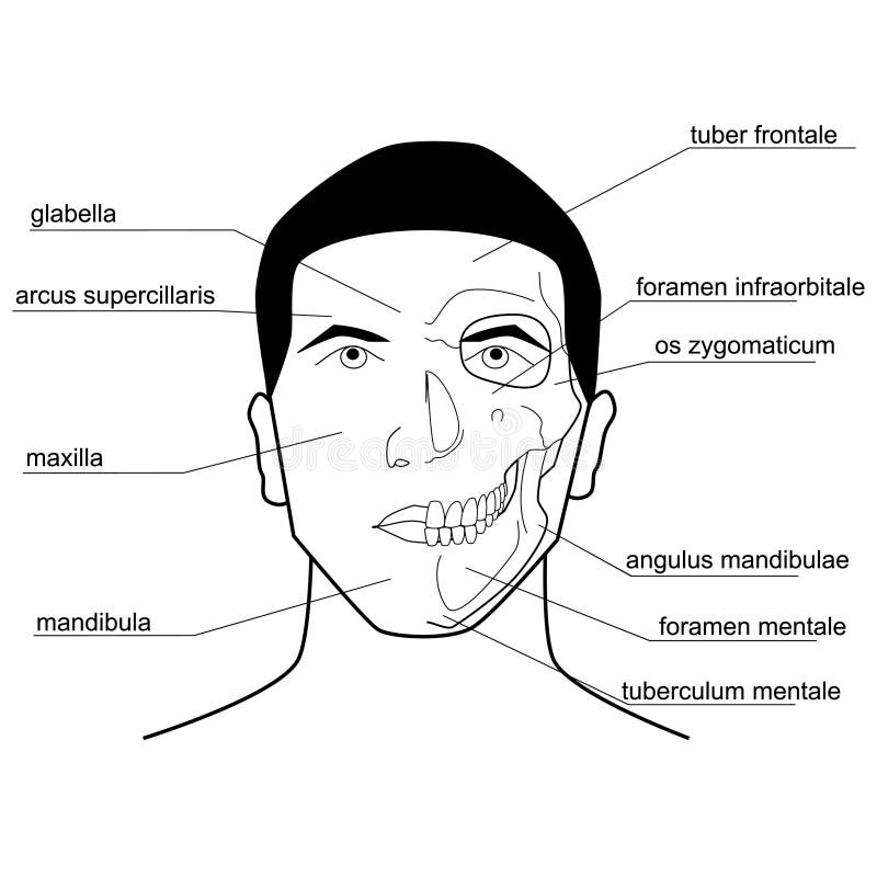 Bony Landmarks Of The Head. Stock Vector - Image: 45207734