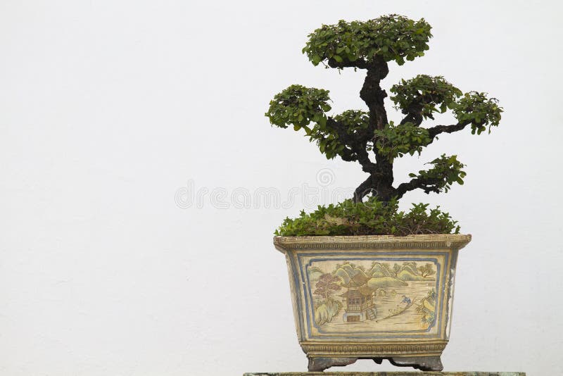 Isolated bonsai in vase on white background. Isolated bonsai in vase on white background